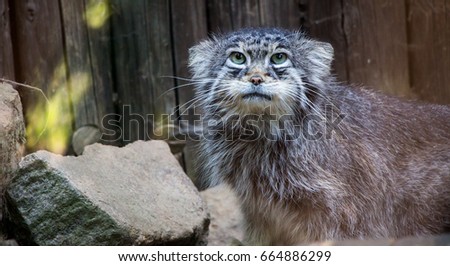 Silver Manul cat looking upwards with wooden background and stone on the left