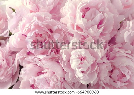 Beautiful flowers, peonies. Bouquet of pink peony background.  Royalty-Free Stock Photo #664900960