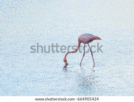 A Galapagos Flamingo Wading in cold water