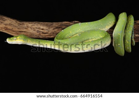 Green Tree Python - Snake
