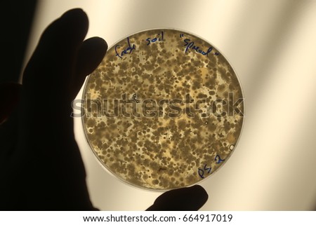 Petri dish with bacterial colonies held up to light.  Colonies of different types are nearly congruent on plate.  Soil bacteria sample. Royalty-Free Stock Photo #664917019
