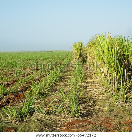 sugar cane field, Rene Fraga, Cuba