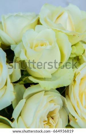 White Roses, Thailand.