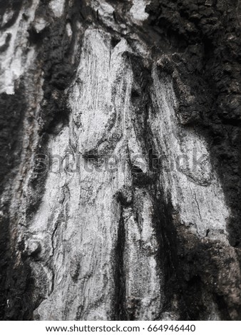 rabbit on the wood, wood, bark, black & white