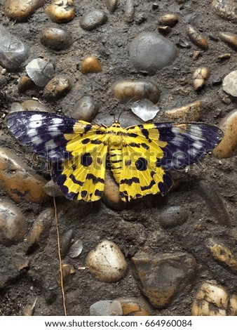 Beautiful yellow Butterfly