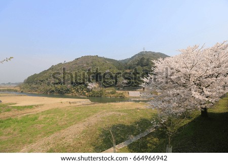 a Cherry Blossom at Umahori , kyoto