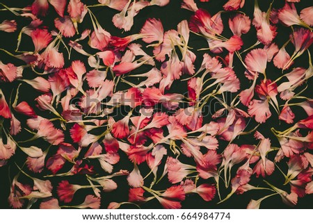Beautiful bright pink carnation petals on dark background. Vintge image style.