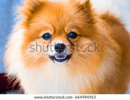 Pomeranian dog Portrait