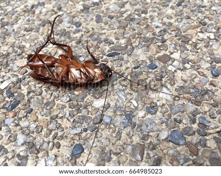Cockroaches lying dead on the cement floor