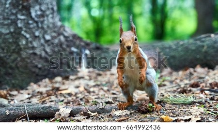 Squirrel looks at you. Summer forest. Tomsk. Russia.