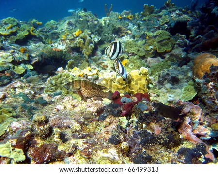 Coral reef fish in Bocas del Toro, Caribbean sea, Panama, Central America