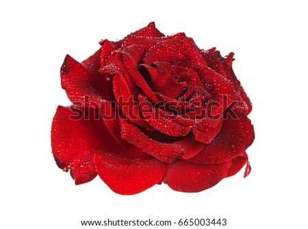 Red rose with drops on a white background 