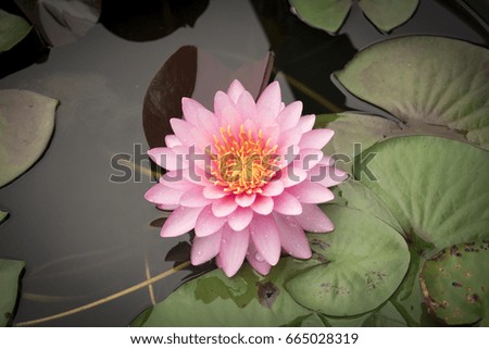 Pink lotus in the garden, nature background