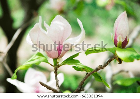 Magnolia, pink flowers blossom in the garden