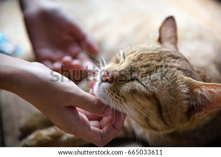 Cute cat and girl hand Royalty-Free Stock Photo #665033611