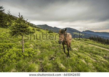 colorful sunrise landscape in the mountains with horse on meadow, america travel, USA tourism, wonderful world