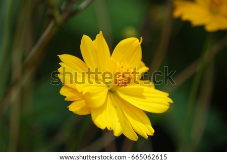 Sphagneticola trilobata.close up
The beautiful Sphagneticola trilobata in the garden
yellow flower