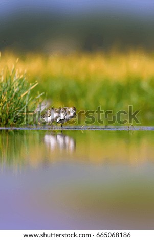 Water birds. Nature and bird. Lake background 