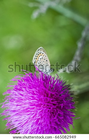Butterfly on a field flower. A multicolored and gray butterfly hid on a gray and crimson thorn