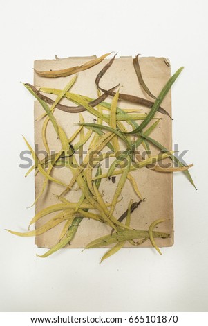 Herbarium - Artistic Nature  - arrangement on old paper background - studio shot from above