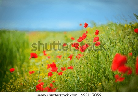 Poppy flowers - summer meadow