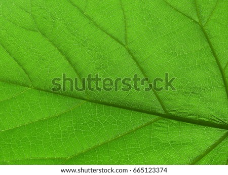 Close Up view of leaf surface with high resolution details