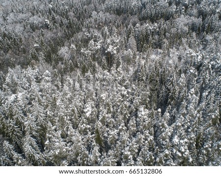 Aerial view of snowy forest with high pines. Winter concept