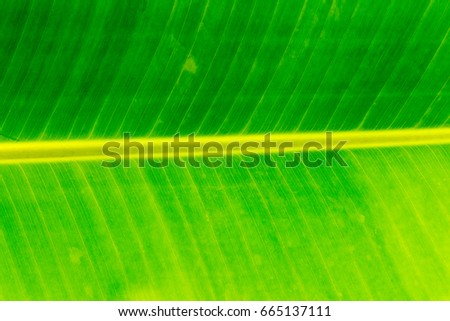 banana leaf textured