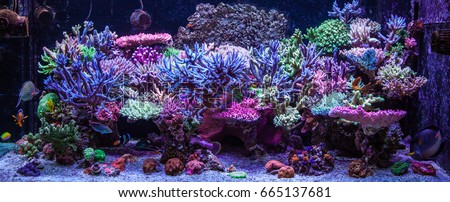 Aquarium tank Royalty-Free Stock Photo #665137681