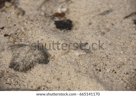 Fish camouflage from the enemy on the sand
