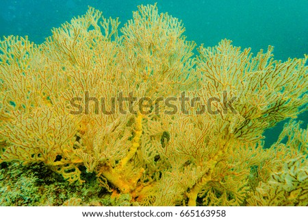 Coral under the sea
Very nice color