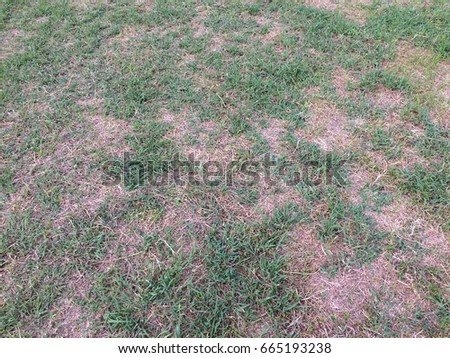 Old grass floor background texture