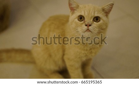 yellow Kitten