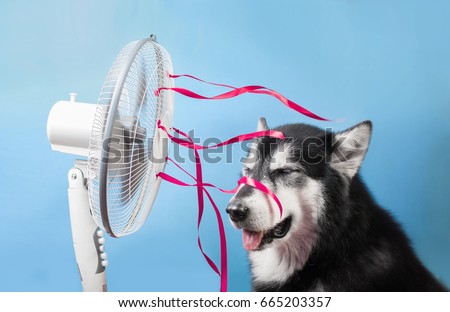 The dog is sitting in front of the fan