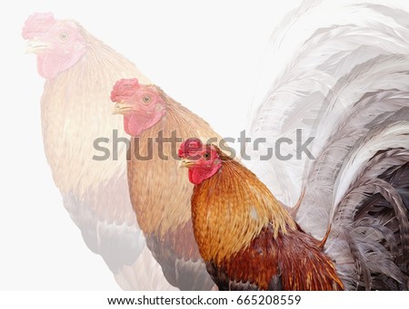 chicken background design
