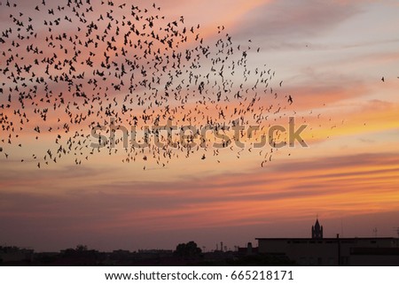Flock of birds in background sky of a city at sunset
