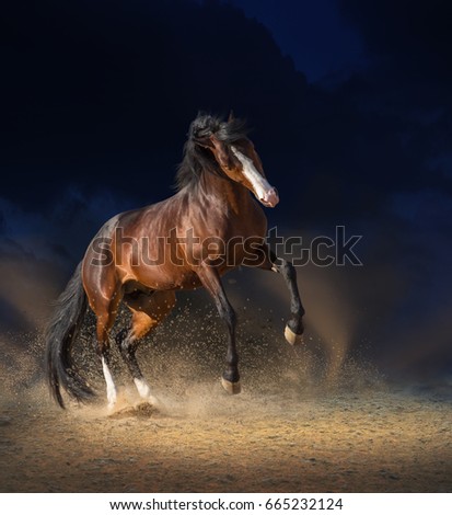 Bay horse with white line in the face jumps on the sand on dark blue clouds background