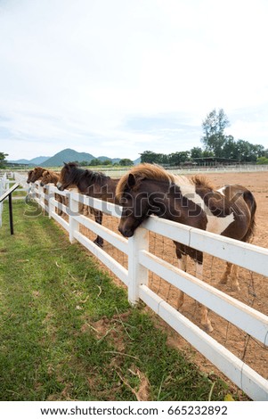 Horses standing near white fence
