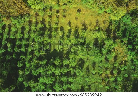 Top view of the crowns of green trees