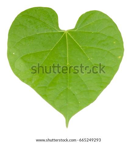 green leaf on white  background.