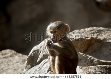 the young baboon is sitting and chewing on a stick