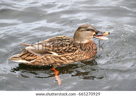 Mottled duck quacking in a river of Edinburgh