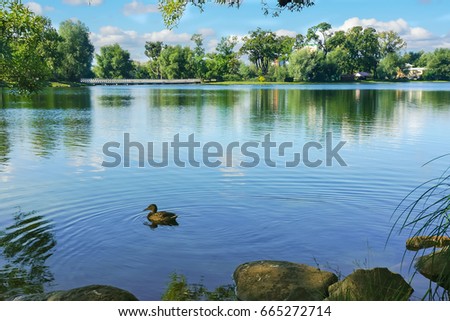 A duck on a pond. Summer landscape Royalty-Free Stock Photo #665272714