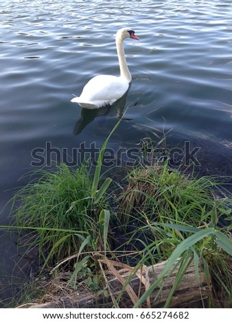  Swans at the lake. White swans swiming on the lake