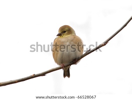 Photograph of an American Goldfinch, Carduelis tristis, in winter plumage, perched on a branch with a pure white background.