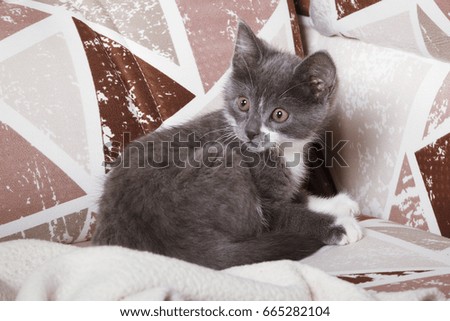 Gray kitten of Russian blue