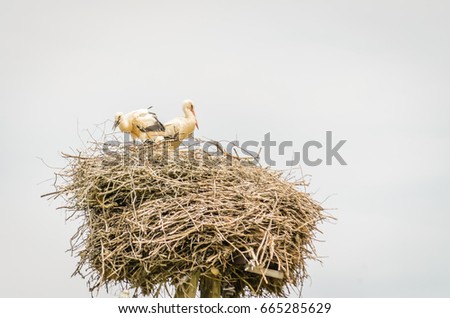  A couple of White Storks sit on a nest made on a utility pole 

