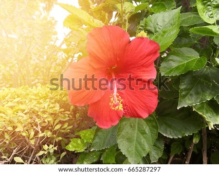 Red color of blooming Shoe flower / blossom Chinese rose / Hibiscus in the garden with sun light ray - sign of peaceful 