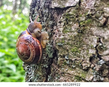 Mobile photo of a snail on a tree after rain. Filmed on iPhone