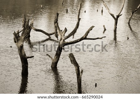 Dead tree in the lake.